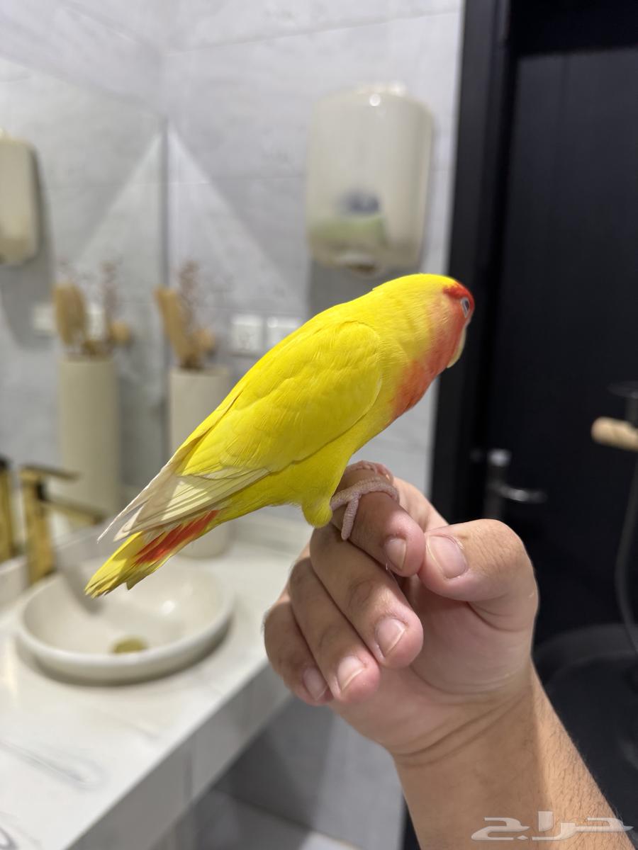 روز لاتينو عيون حمراء اليف حمامه للبيع64624585226499113