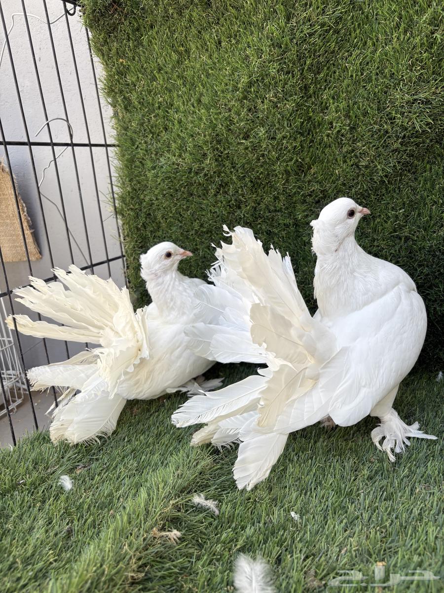 رقاص هندي تم البيع تم البيع64619417912705110