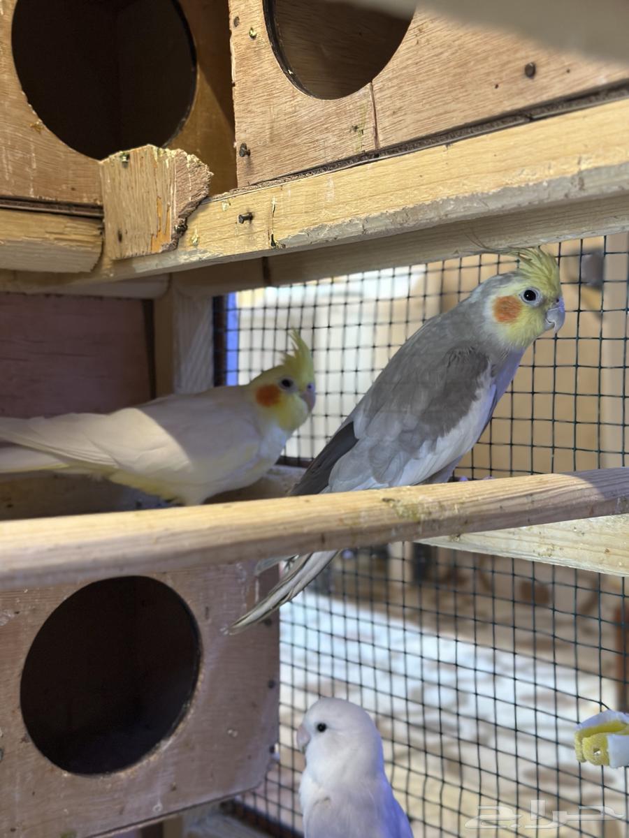 كروان 2 زوج روز 264620530553219111