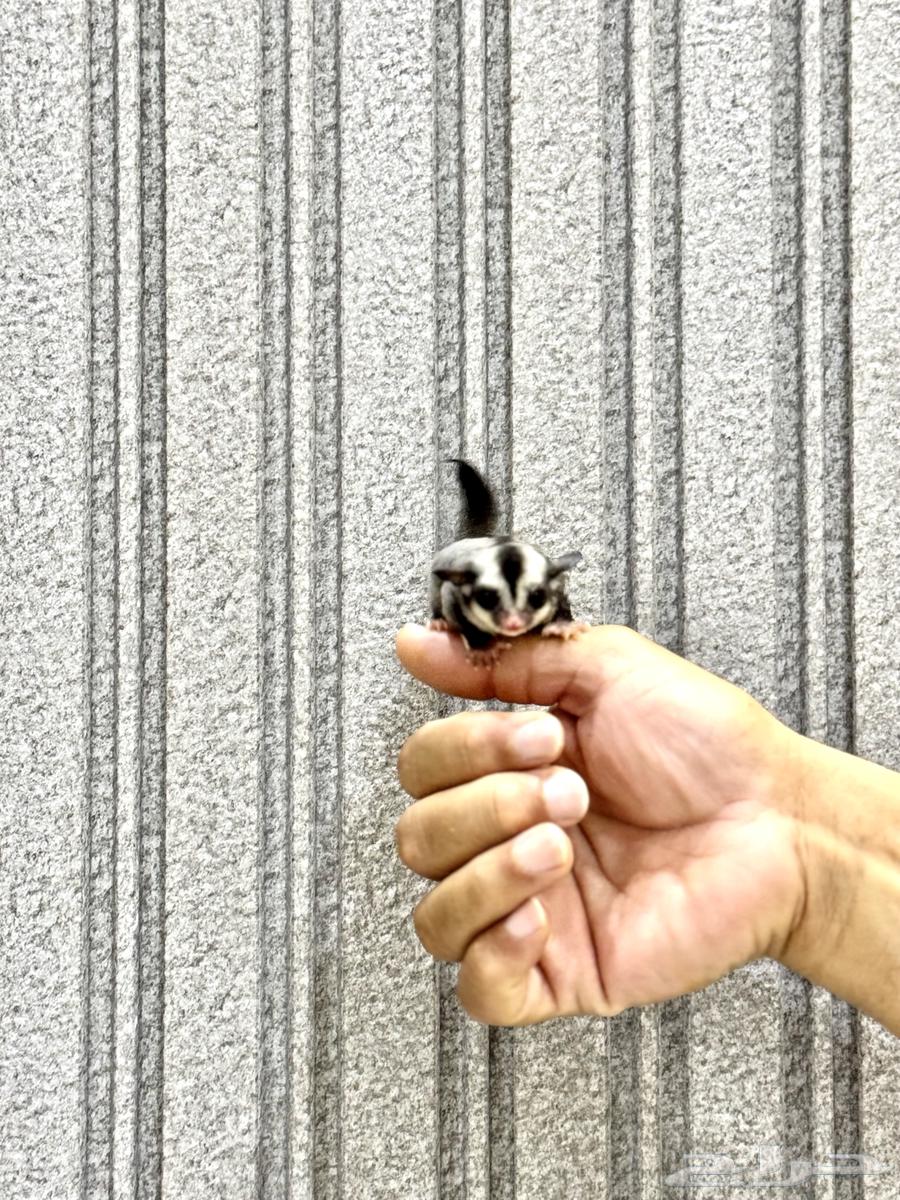 جوز سناجب   سجاب64622041826562111