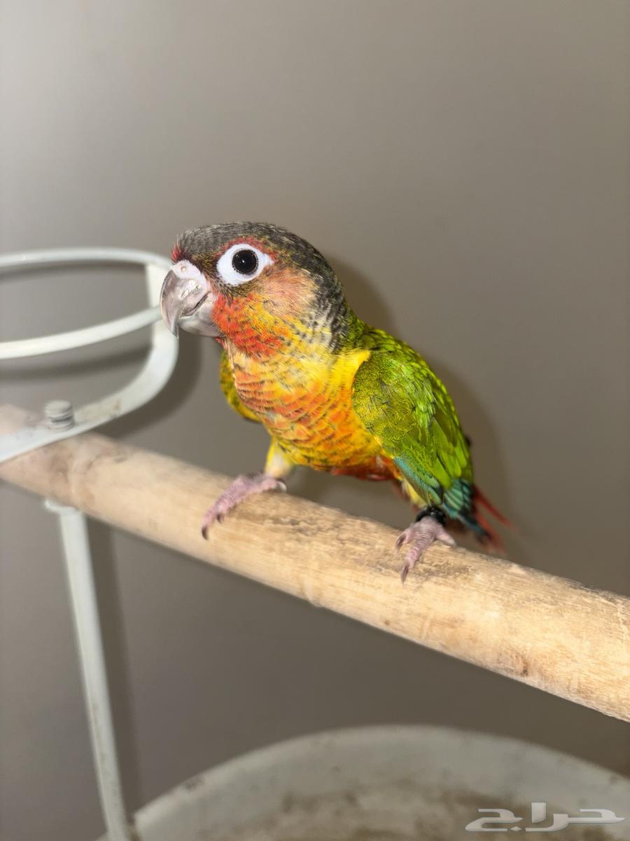 Senior Yellow-sided Red Factor (Male Analyst)64624524160258111