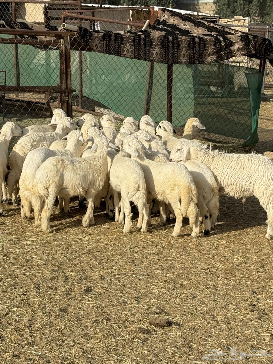 Harsh Sheep64619979952258114