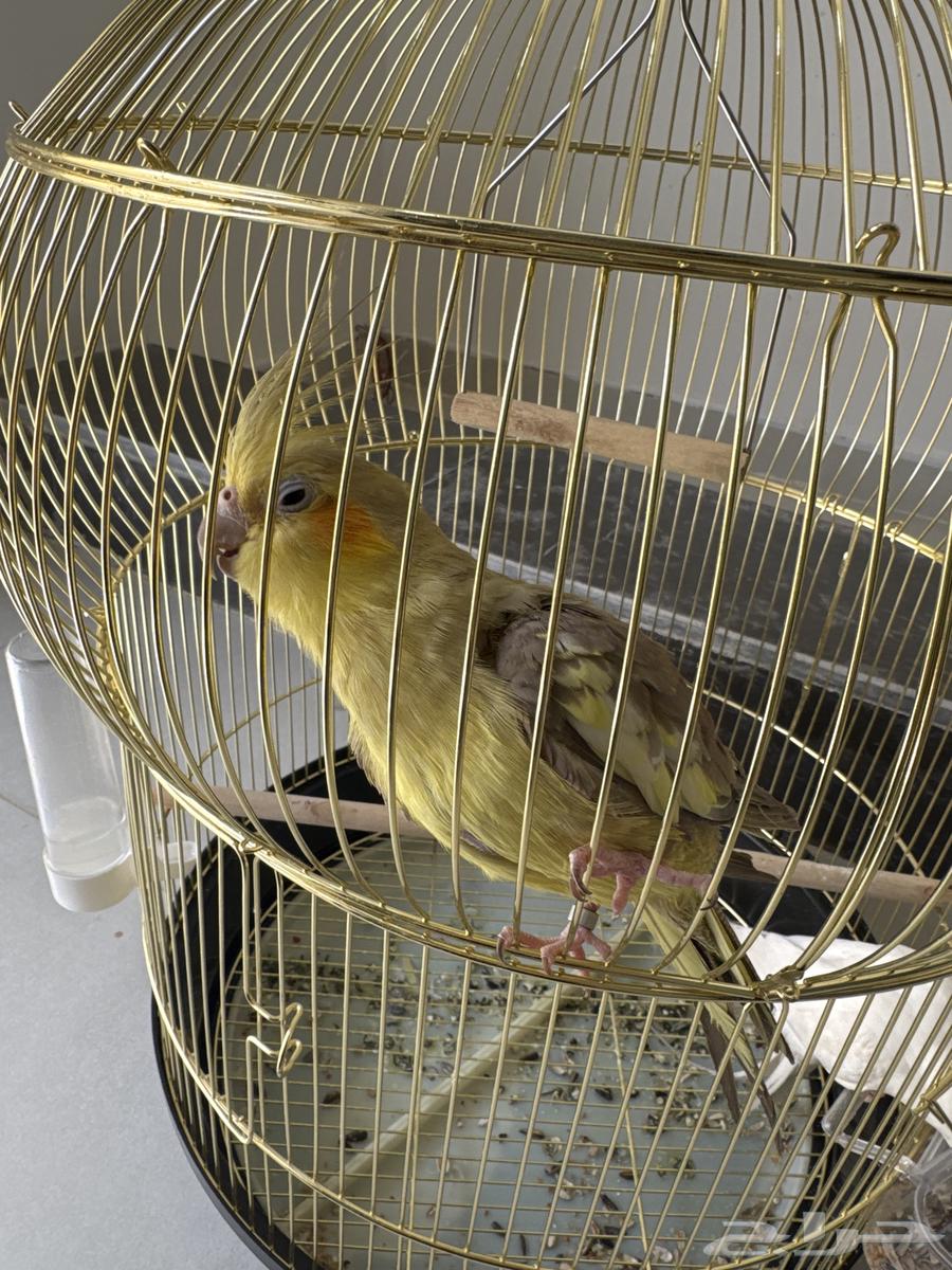 انثى كروان للبيع64620429785089112