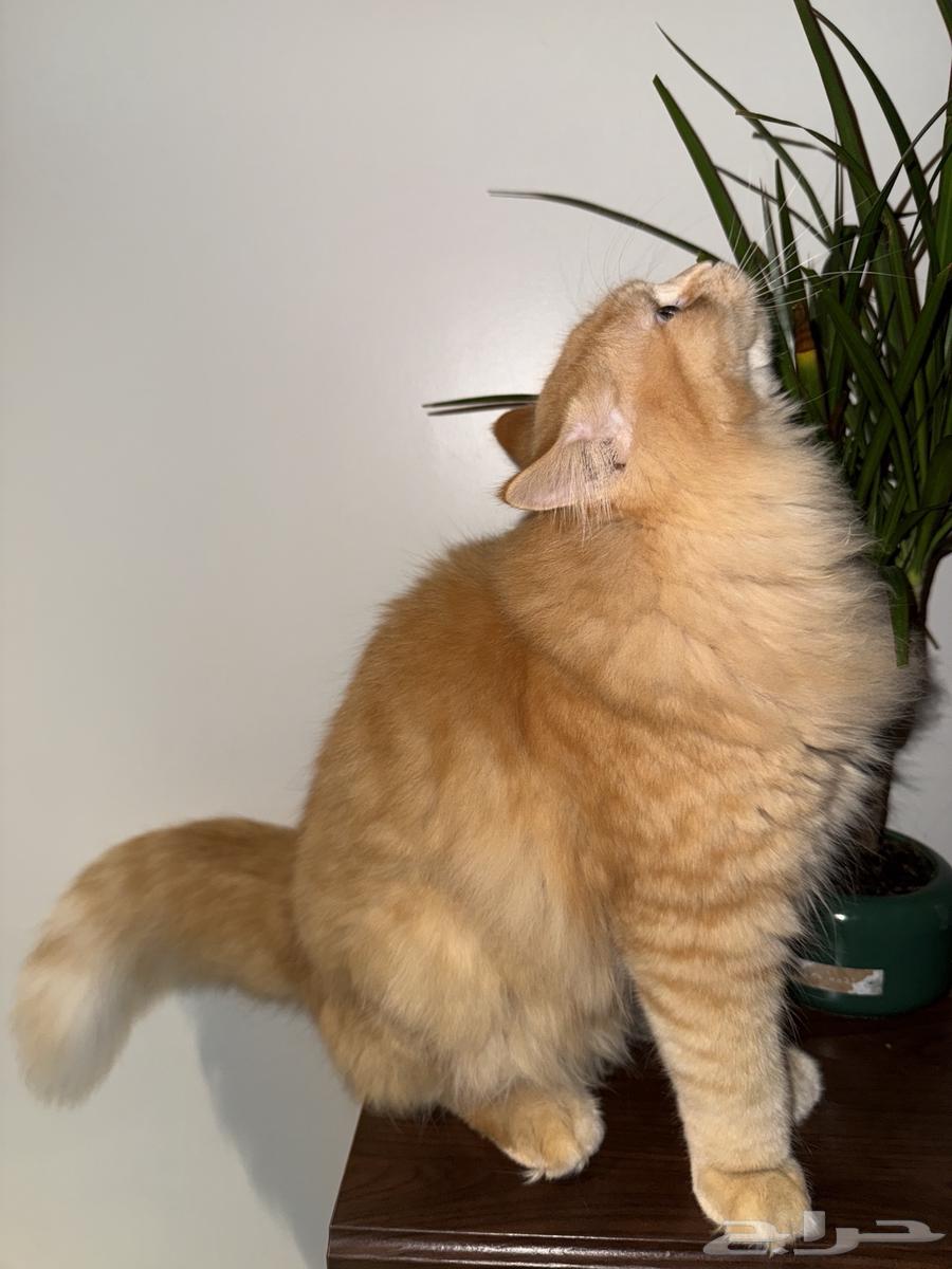 قطط للبيع بجدة سكوتش فولد وفارسي شيرازي64616357625473110