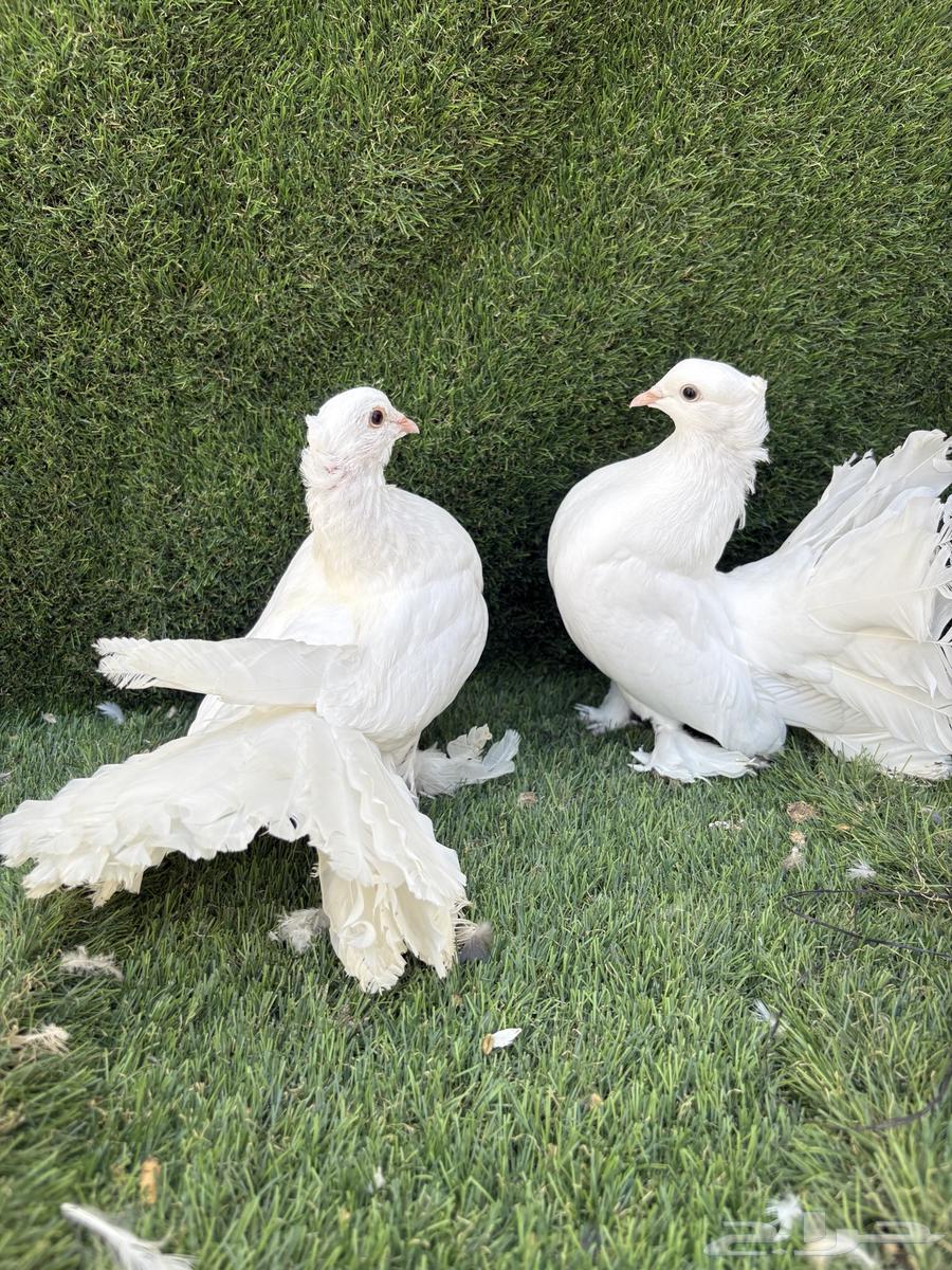 رقاص هندي تم البيع تم البيع64619417912705111