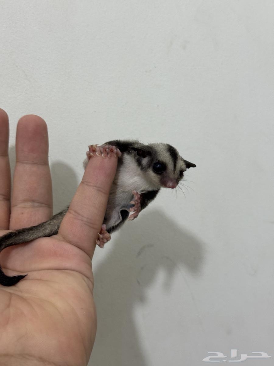 Small Flying Squirrel (Sugar Glider) Classic64625882731649111