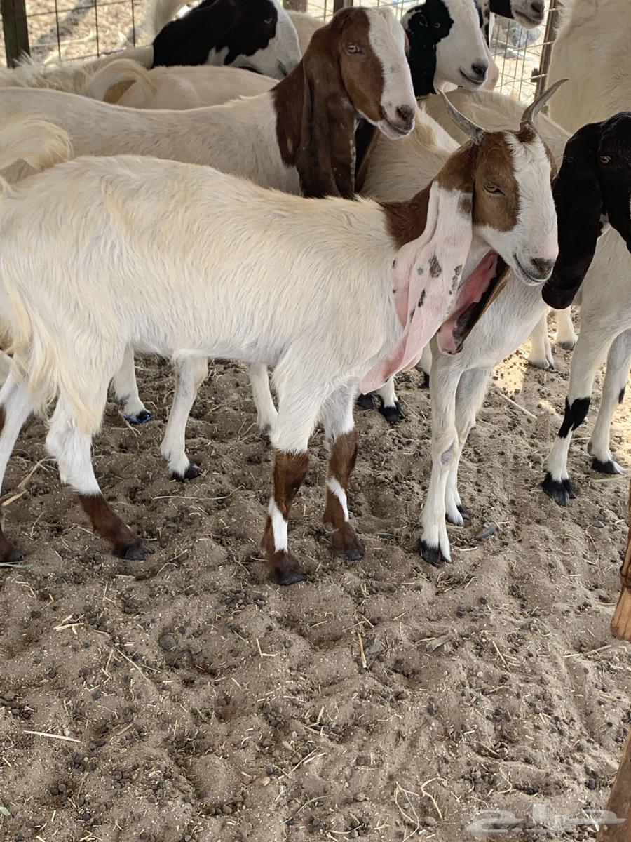 للبيع جفار مصريات دفيع( تم البيع64621279856259112