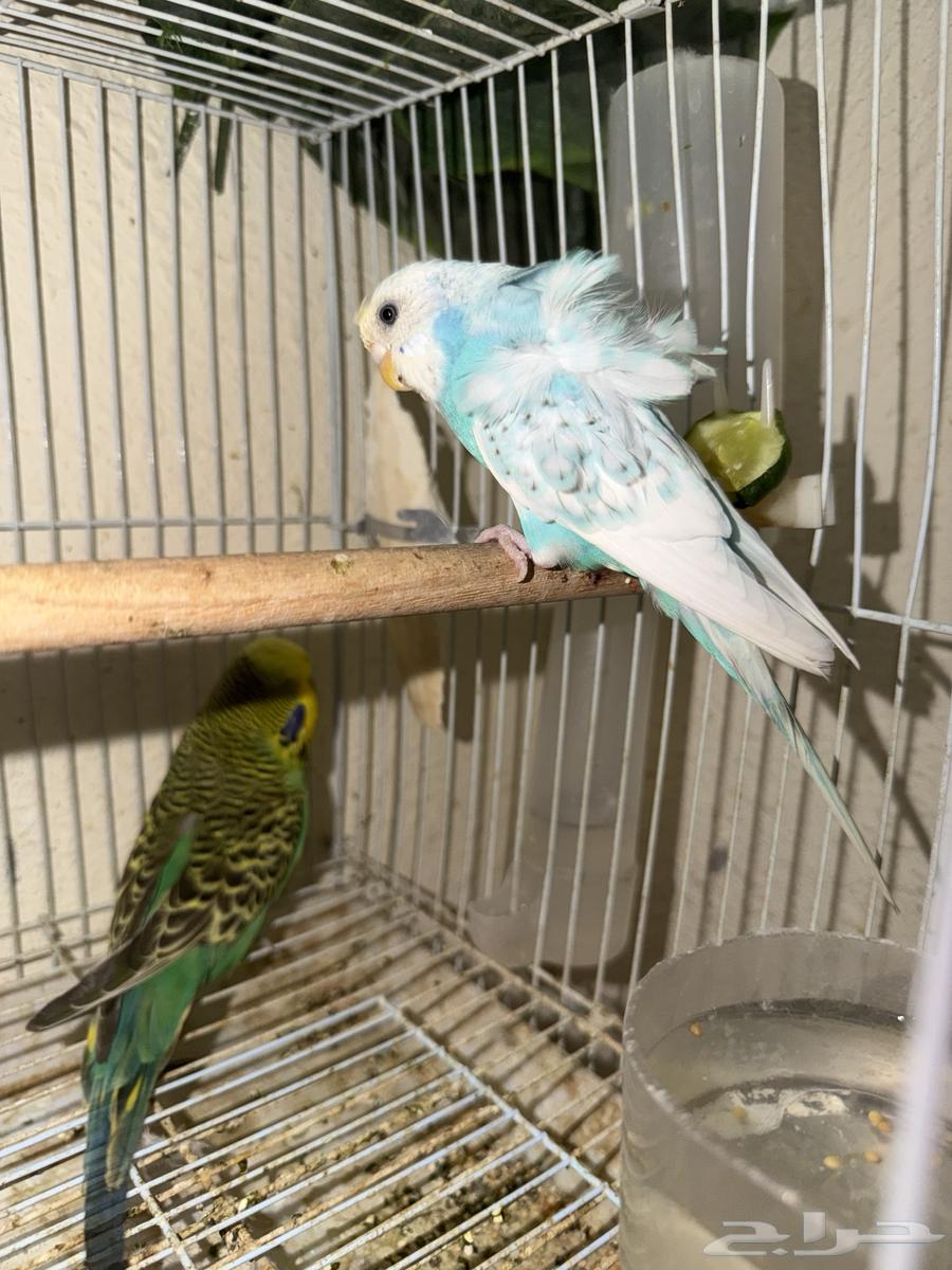 Budgies for Sale – Issue64621979333379110