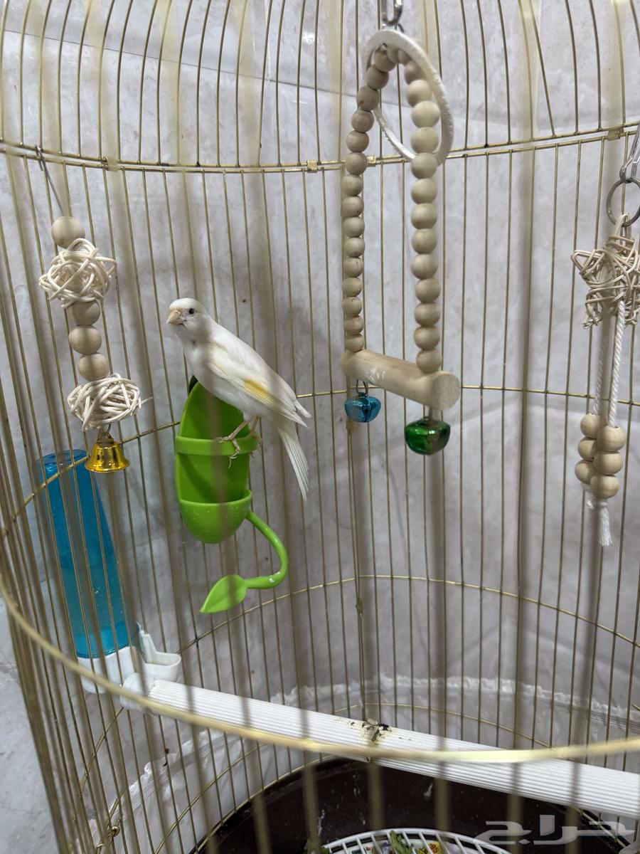 Canary Mentioned Tweet Condition64616864983809111