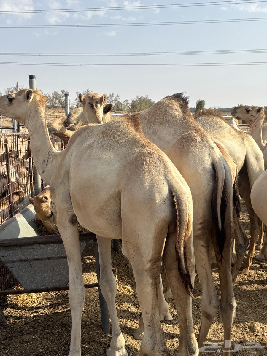 بعير حشو سواكن طيبة للبيع ( مرابي )64625185224705110