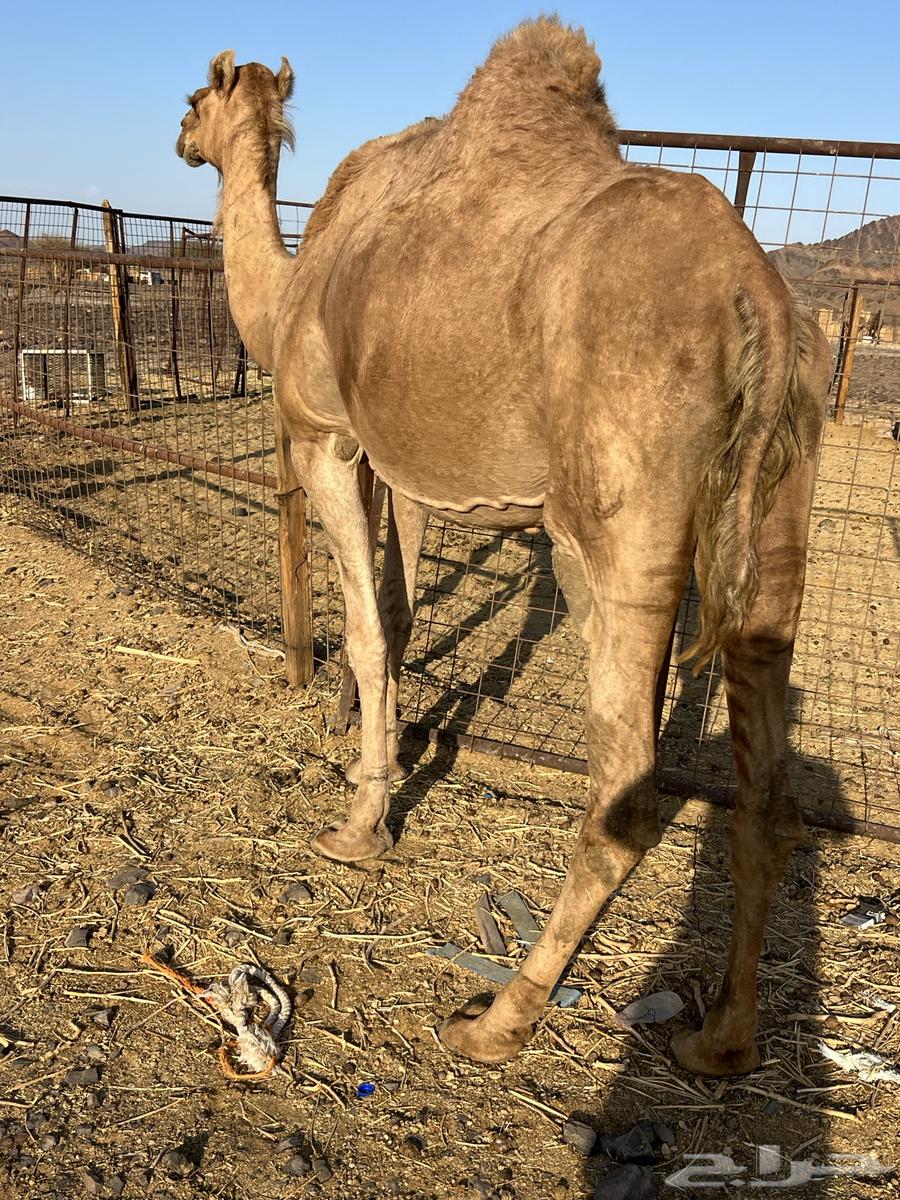 لقحه ساحليه ملاقي باقي لها 15 يوم ب 6600 تم البيع64618227293955110