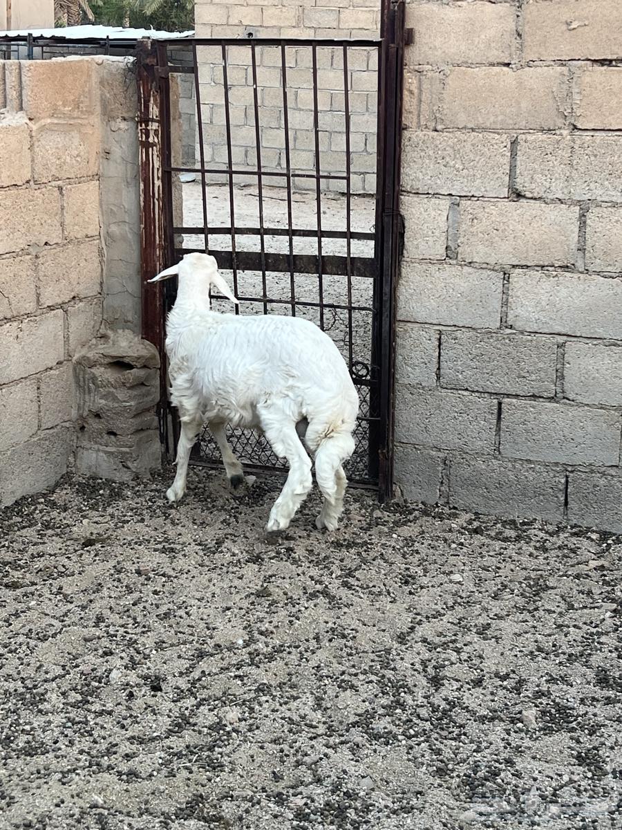 طلي عمره تقريبا 5 شهور ونص.64624524174979114