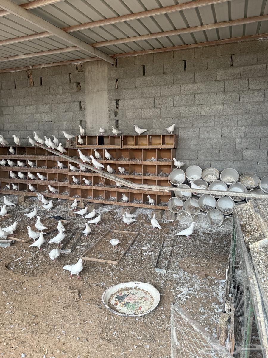 حمام لاحم فرنسي ابيض64623023741569110