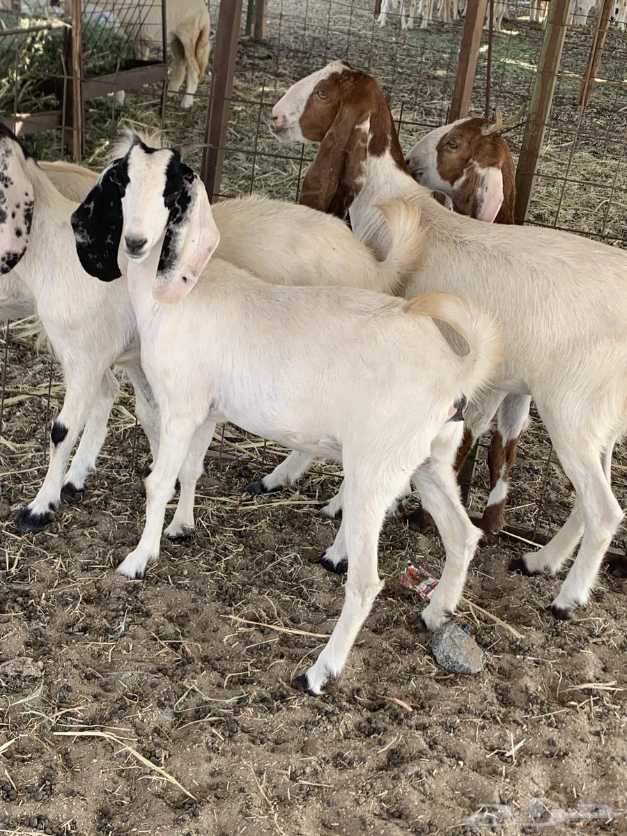 للبيع جفار مصريات دفيع( تم البيع64621279856259111