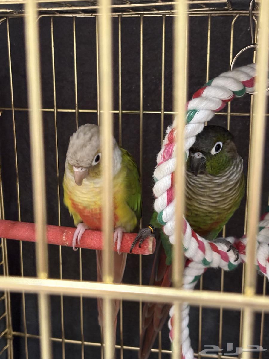 طيرين كنيور هدد داخلي بكامل الملحقات إلفين ولعوبين عمر سنه64621305097347110