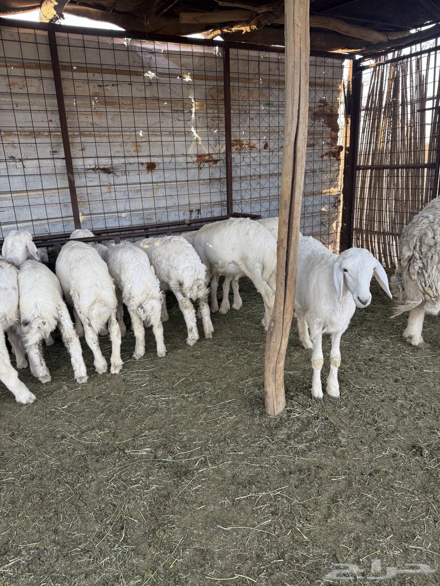 Crow64623545371907111