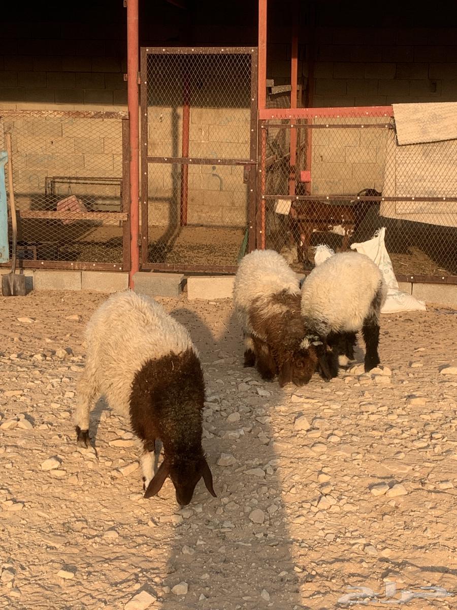 للبيع هرافي نعيم العدد 364622216040449112