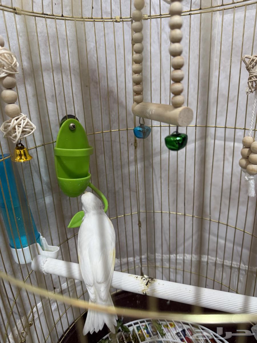 Canary Mentioned Tweet Condition64616864983809112