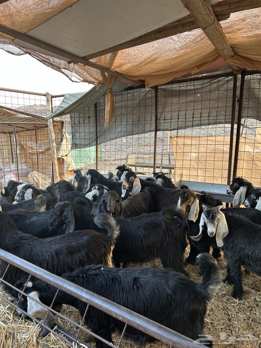 تيوس طيبه64623146728194113