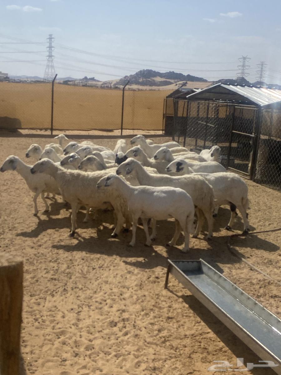 80 Harsh sheep from Mraih, including 6 lambs and 6 rams64619705134082112