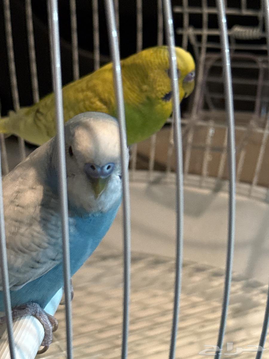 طيور البادجي كبل انثى وذكر شامل القفص والاكل64625197709186112