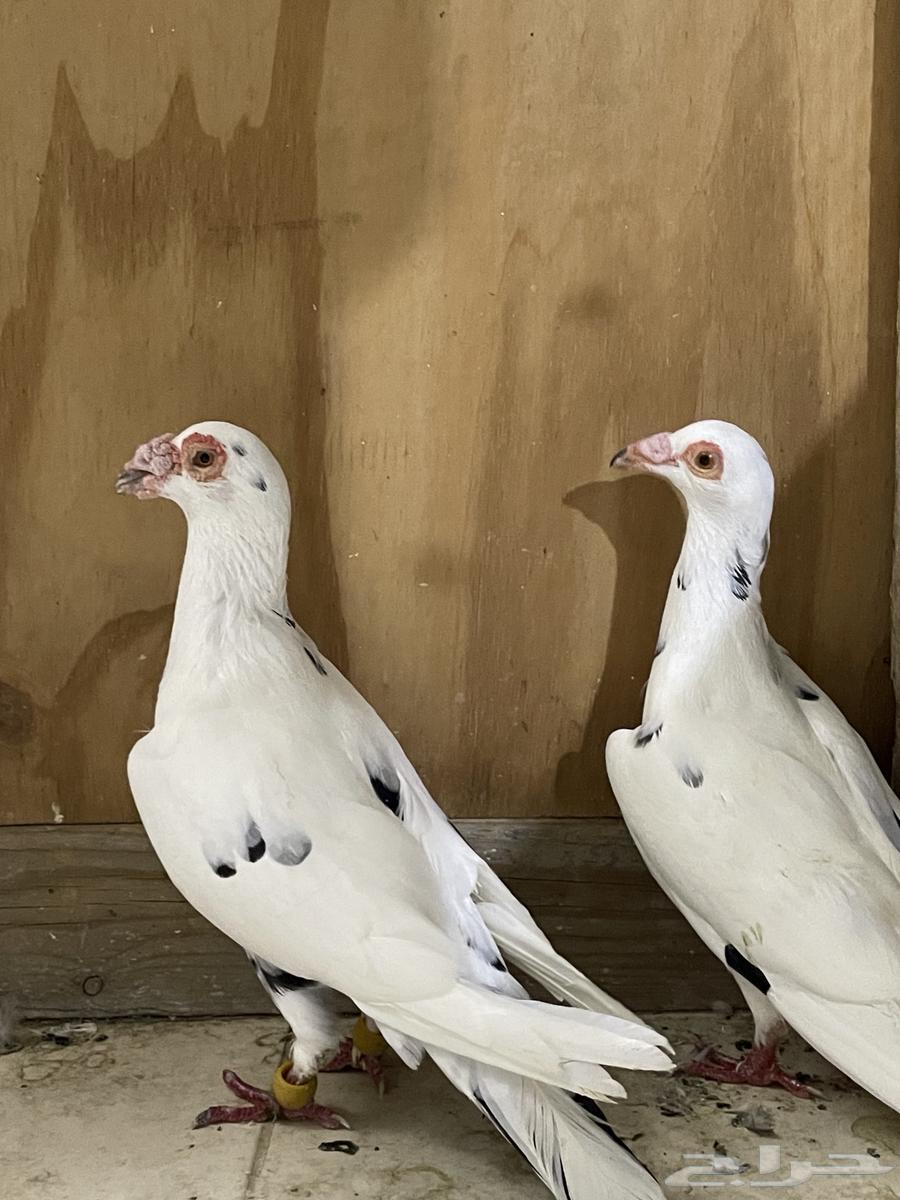 Baghdadi Walnuts64617363539330111