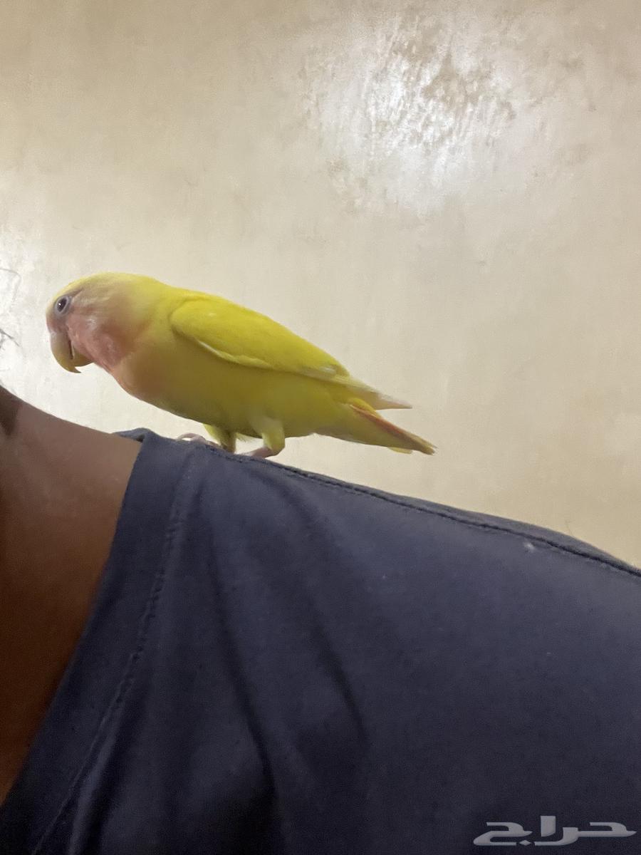 روز أليف للبيع64617962409090110