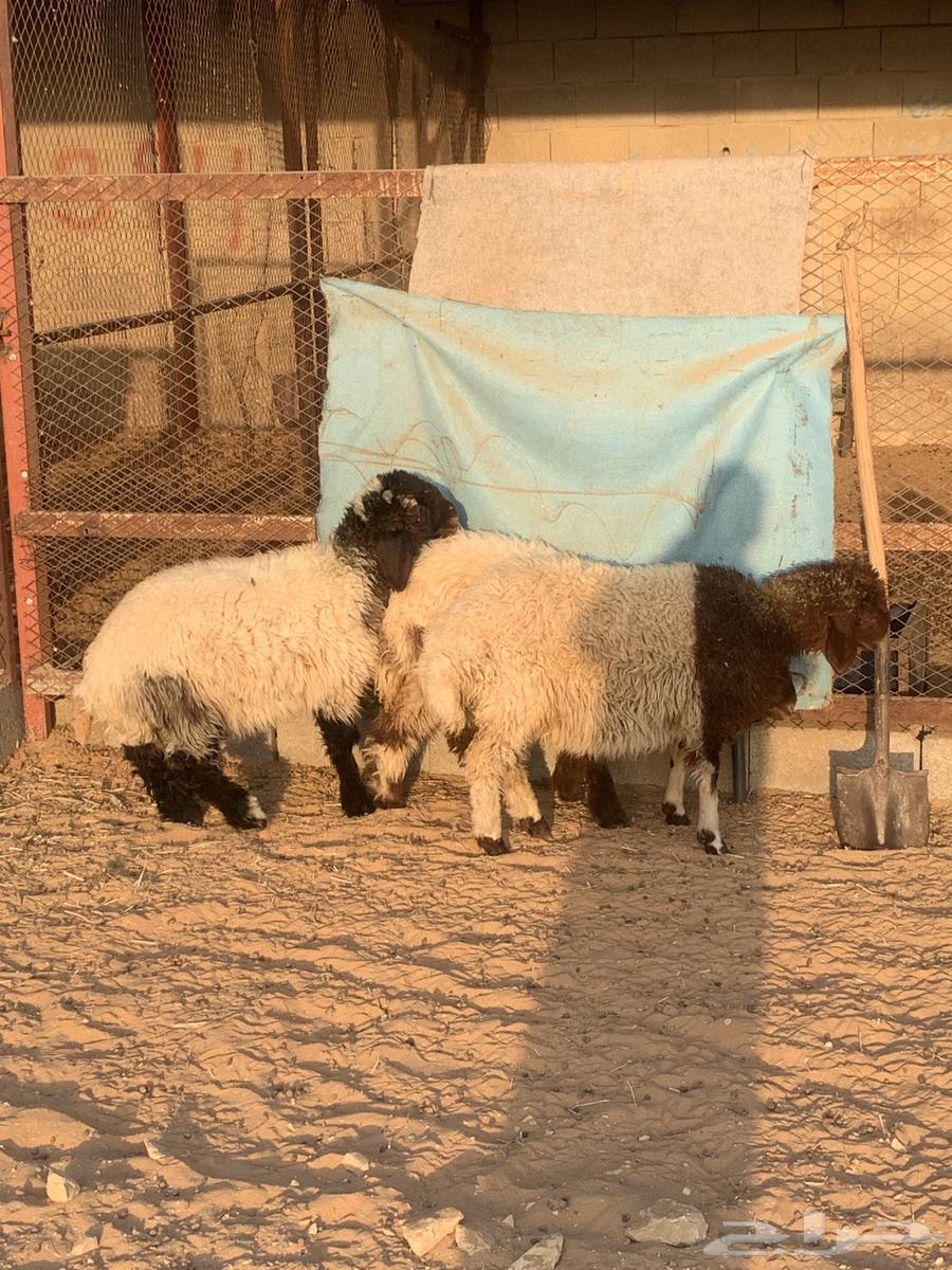 للبيع هرافي نعيم العدد 364622216040449110