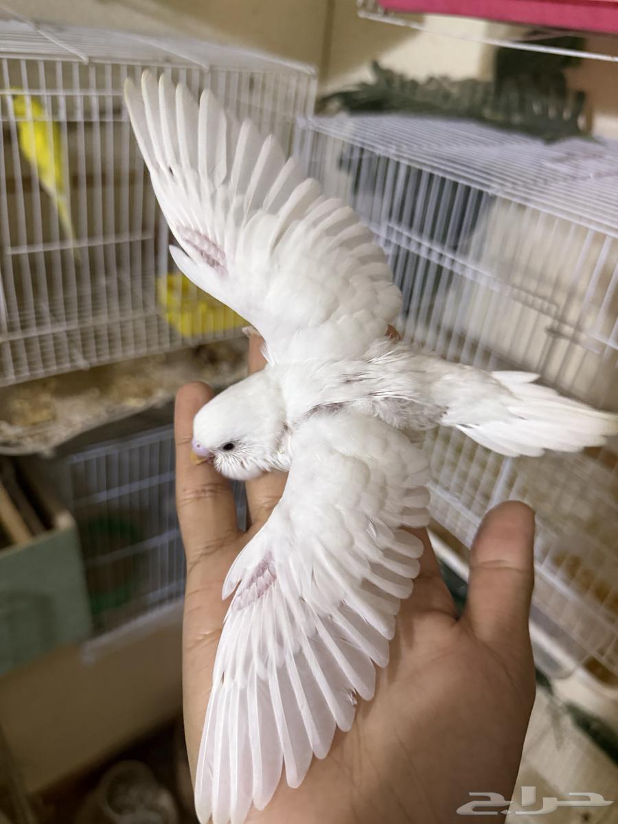 Budgies for Sale – Issue64621979333379113