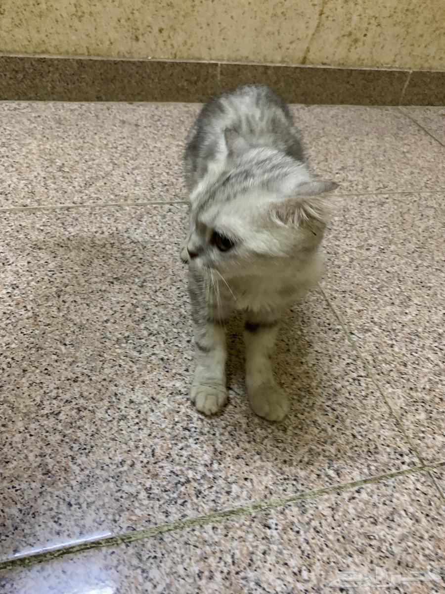 4 قطط للبيع تبغى السعر تواصل معي64624450050049114