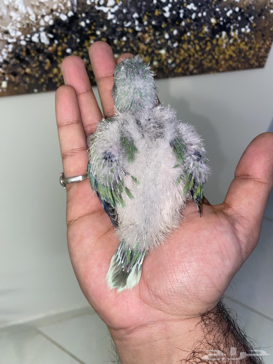 فروخ كويكر ( تم البيع )64622463061250111