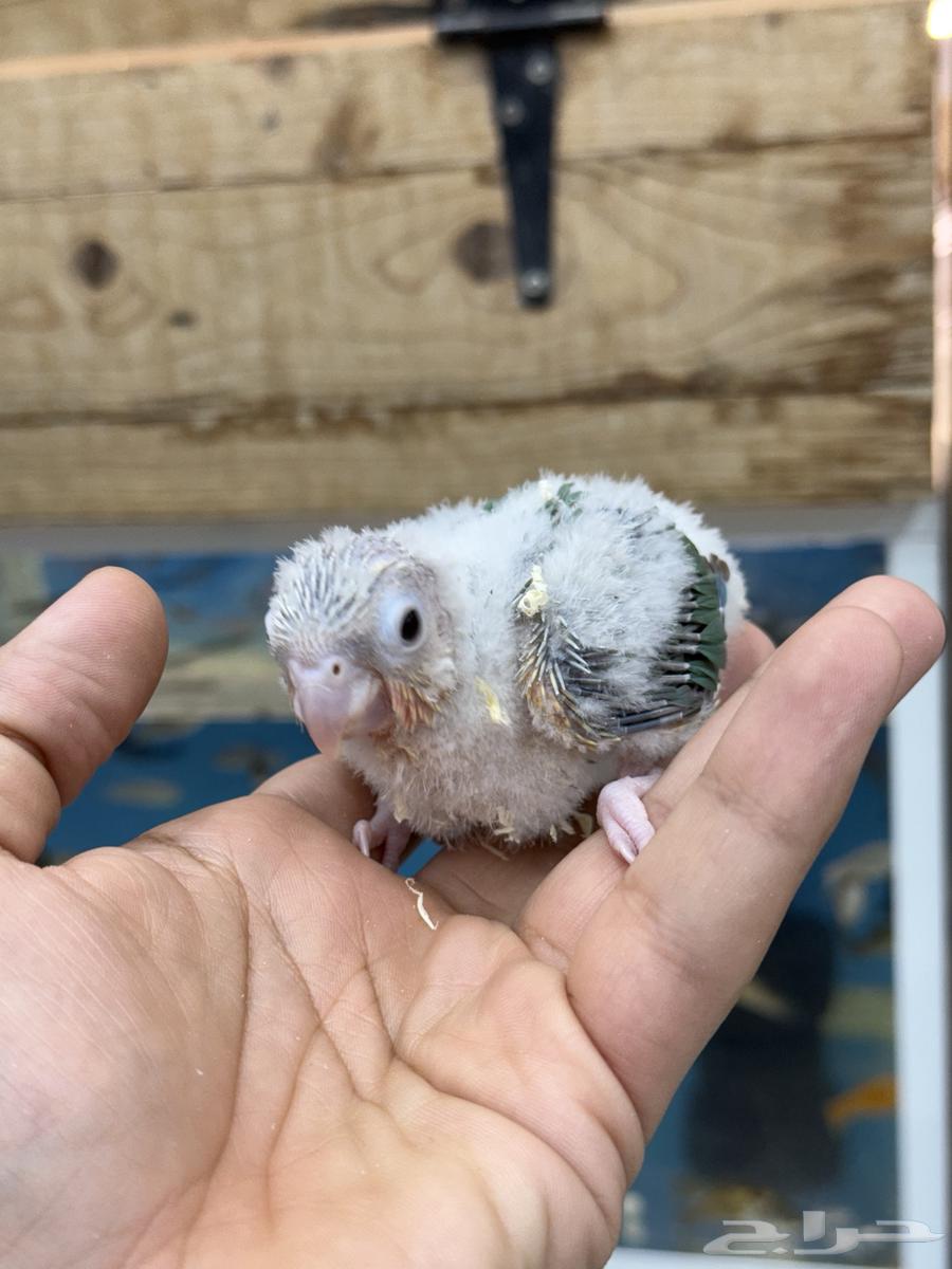 فروخ لوري و كنيور64617502859523112