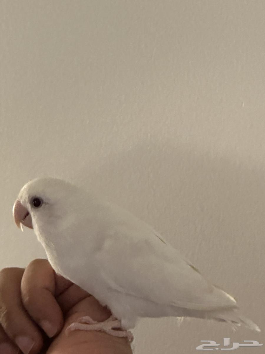 روز البينو ابيض للبيع64622774916865110