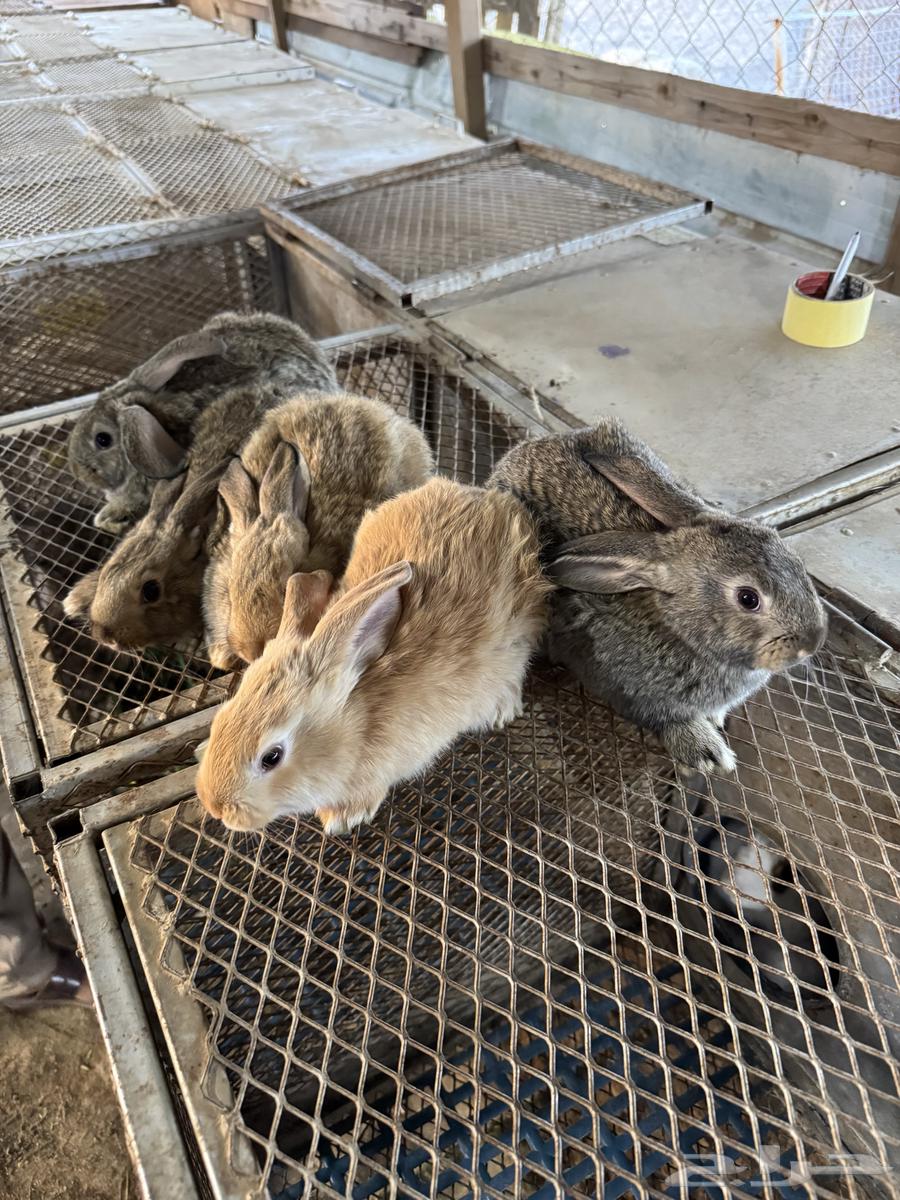 عرضين ارانب سلالات عملاقة (تم البيع)64619229766402113