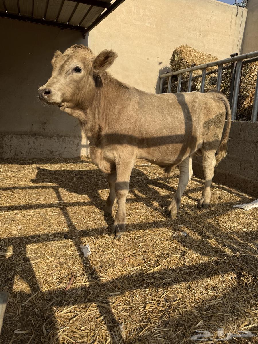 عجل سويسري بيور للبيع 6 شهور64623625836931110