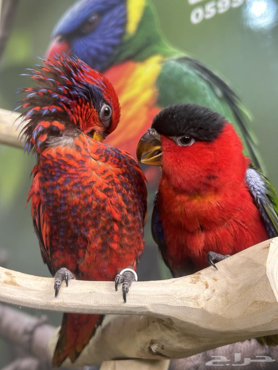 فرخين لوري يلوبايد و بلوستريك اليفين وهدد64622314907010112