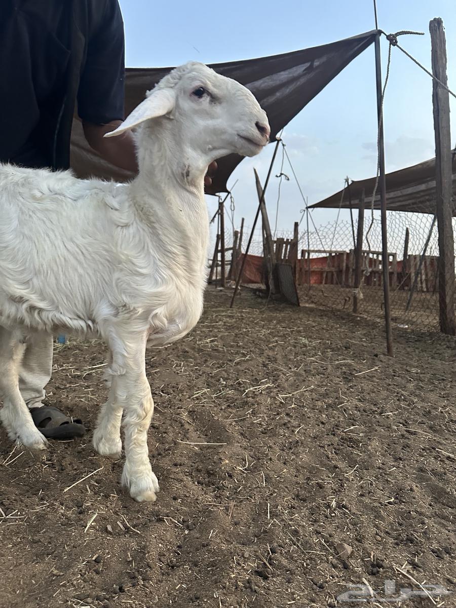 للبيع فحل حري صنف مشروط64622178635393111