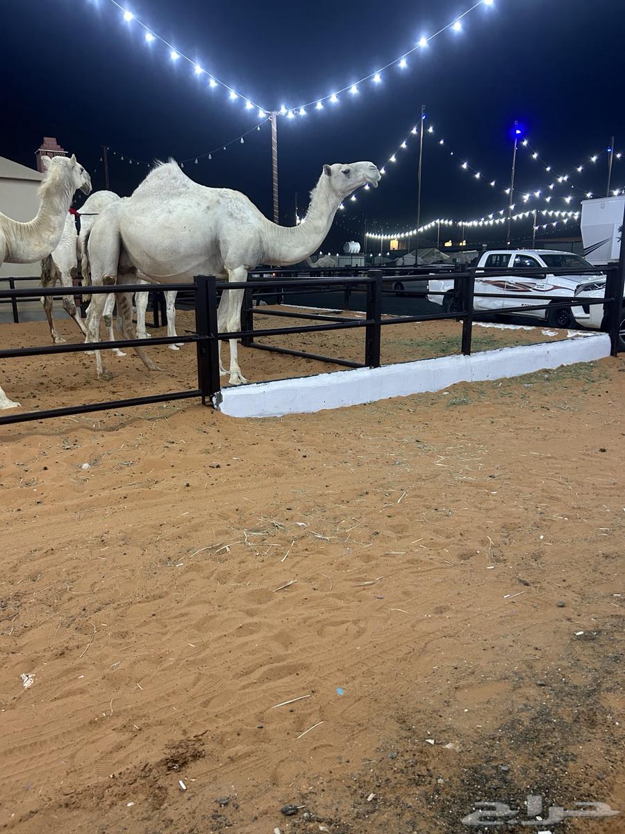 القحاه 10شهر سنه ثني في طويق ناقه64623417858050112