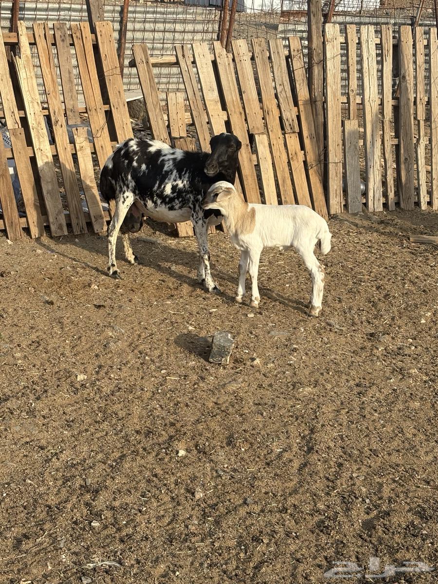 شاه رفيديه معها طلي تم البيع64622166213633110