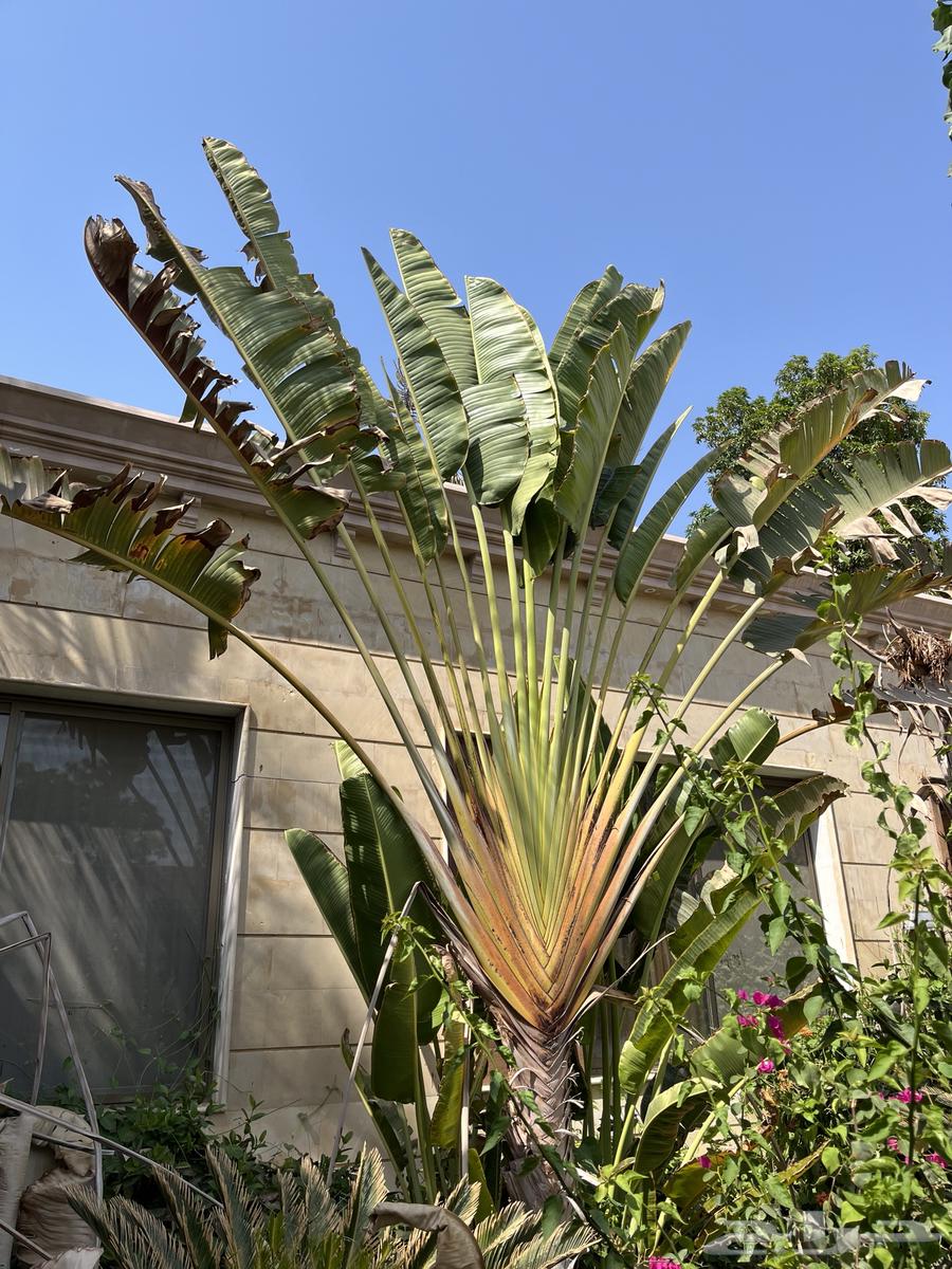 نخل واشنطن للبيع64616317480963114