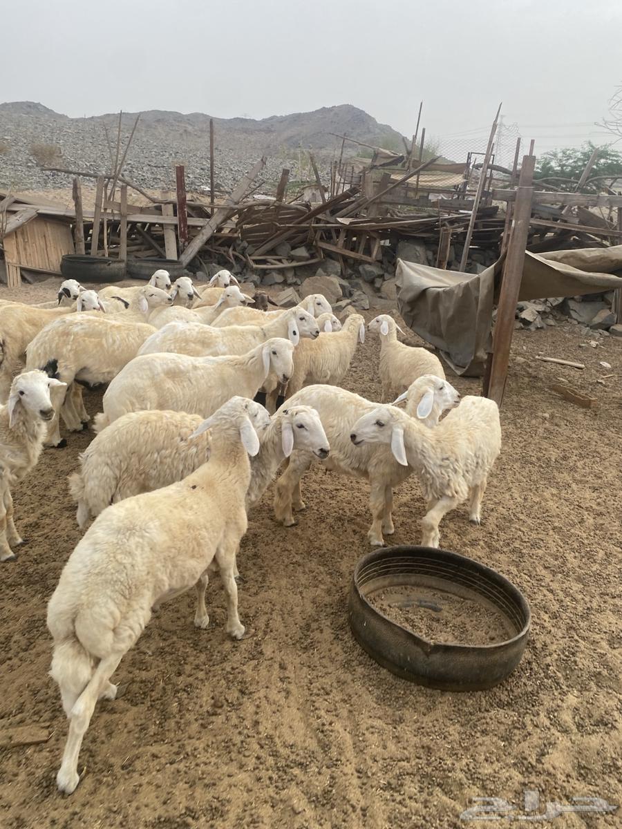 Al-Hari and Al-Sawakni: Available Payment in Installments and Delivery of Slaughtered Animals64618979665666111