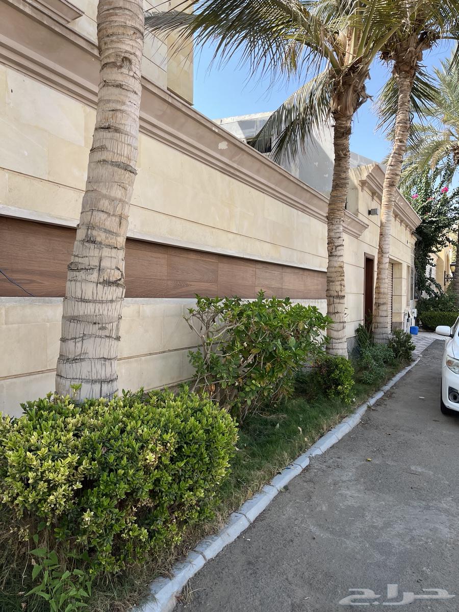 نخل واشنطن للبيع64616317480963110