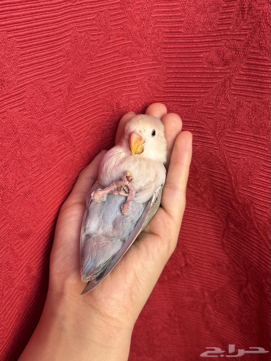 طير روز اليف هدد نشبهه مناسب للاطفال و الكبار64621117401345110