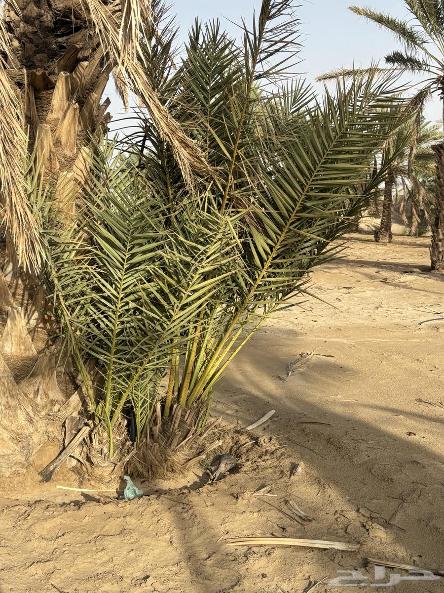 جثايث صفري للبيع64621966953729111