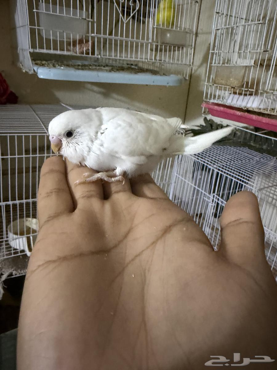 Budgies for Sale – Issue64621979333379112