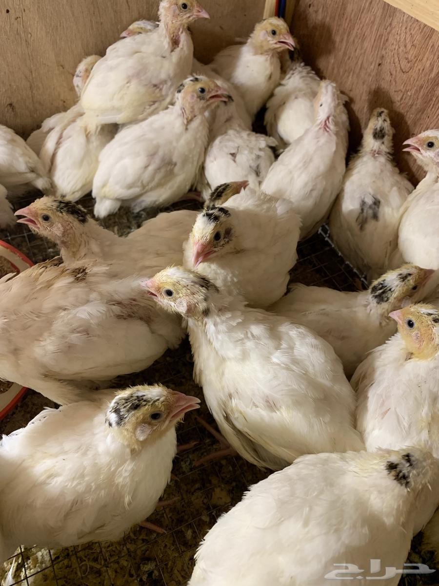 للبيع سمان تكساس العملاق64592262204161113