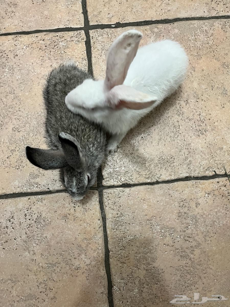 ارانب لل بيع الواحد 38 كاش64623545290499110