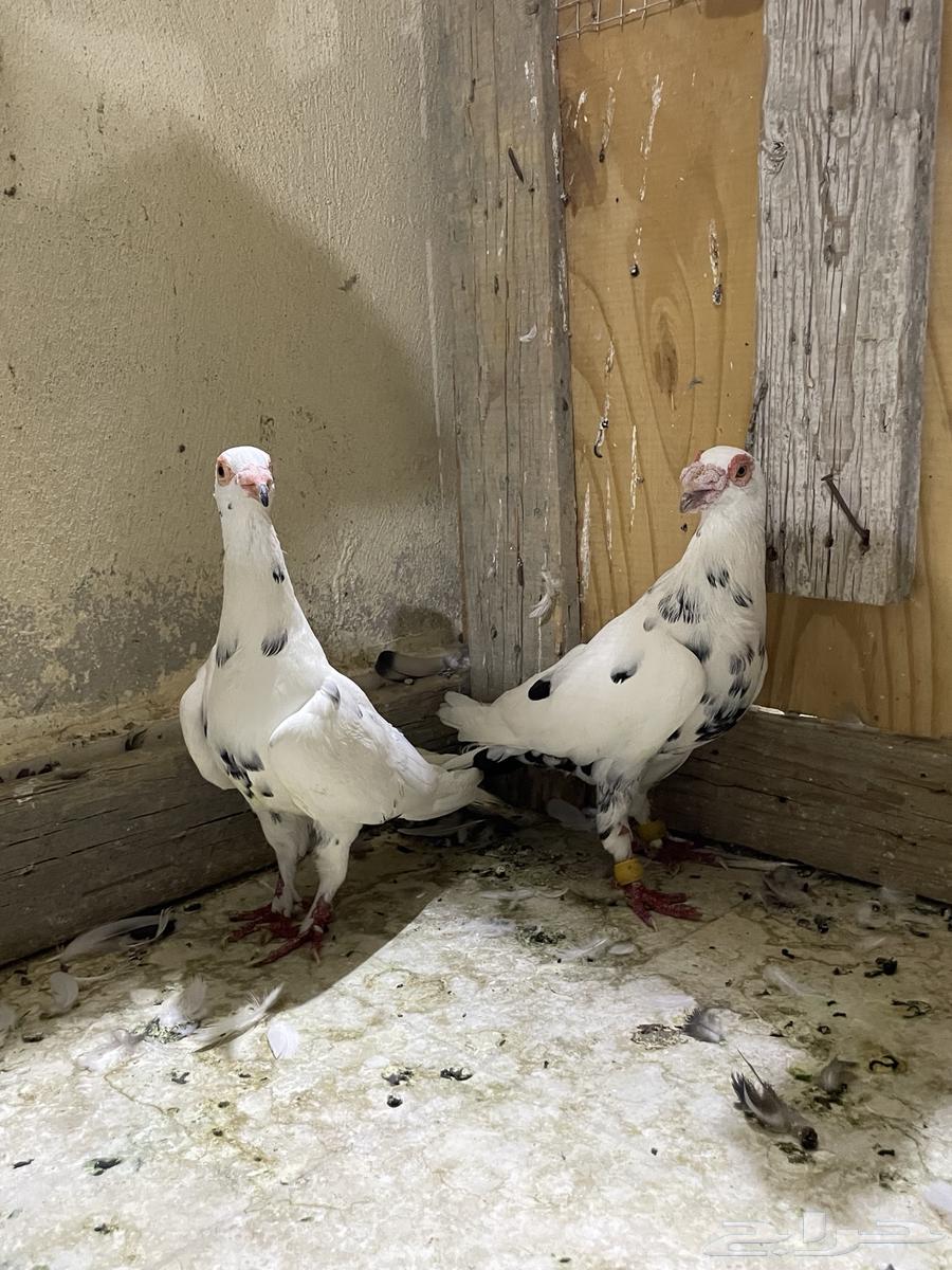 Baghdadi Walnuts64617363539330112