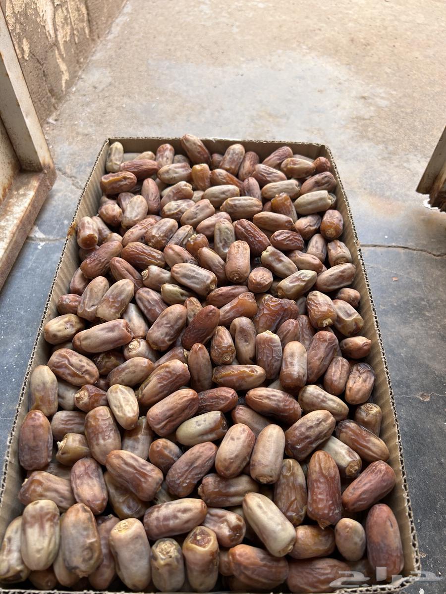 Mutlabban (Labanah) from Suleimani Dates64621492445697112