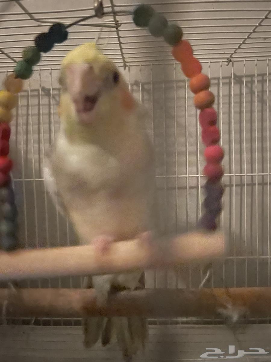 كروان للبيع لعوب مره64619317752323110